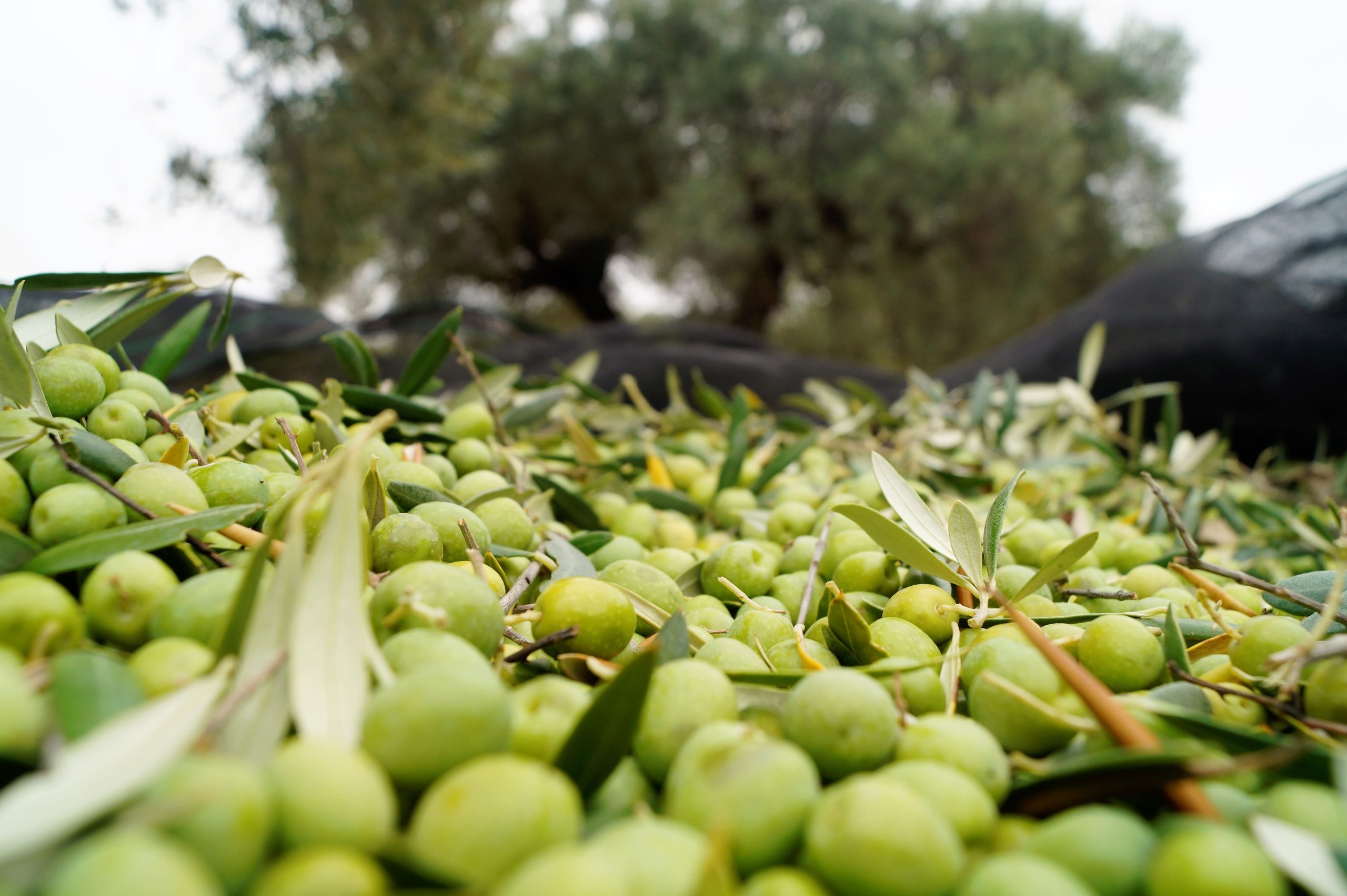 Aceitunas de Olivos de Aceites La Común
