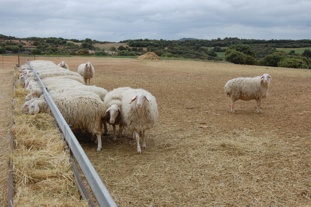 Ovejas de la granja de La Flor de Brihuega