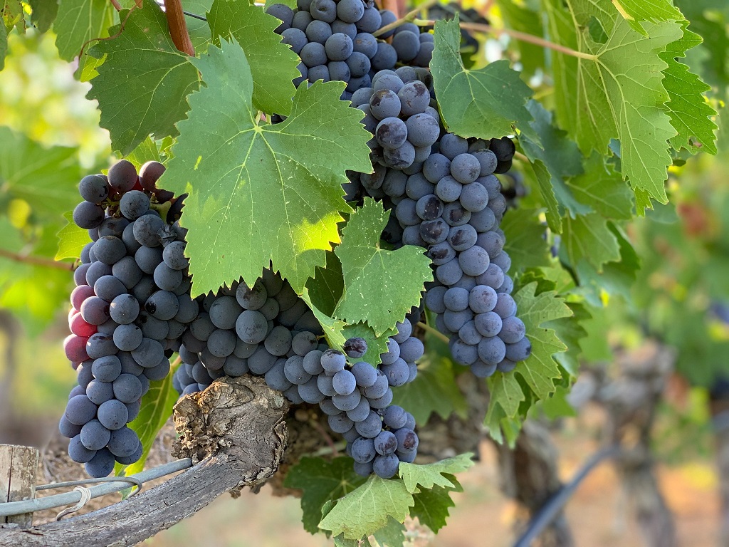 Uvas de Bodegas Mariscal
