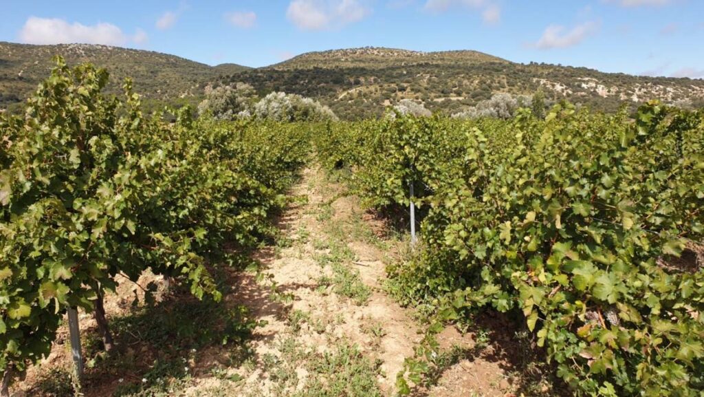 Viñas de Bodegas Mariscal